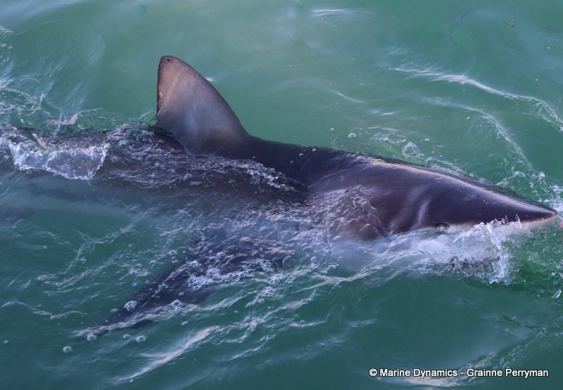 Shark Cage Diving, South Africa, Bronze whaler shark