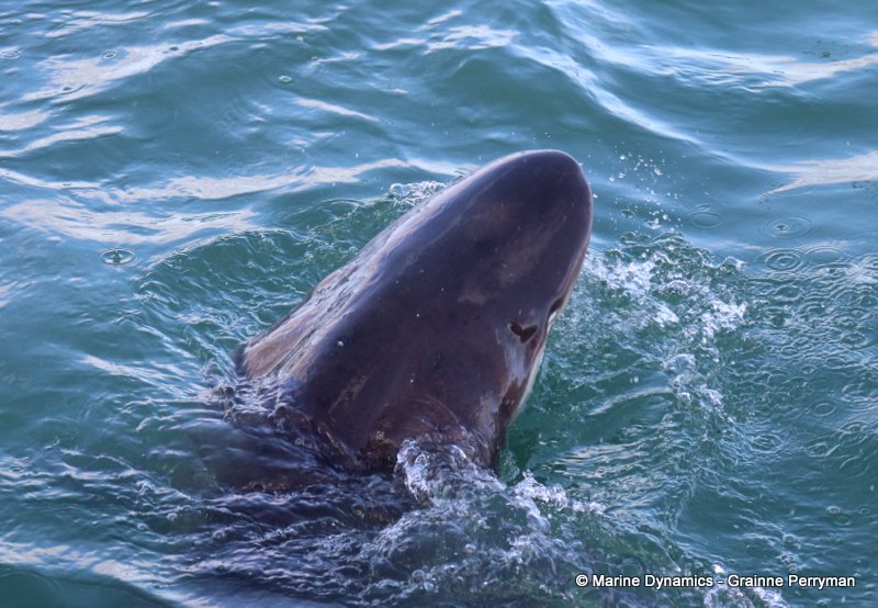 Shark Cage Diving, South Africa, Bronze whaler shark