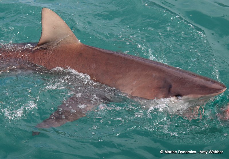 Bronze whaler shark, South Africa