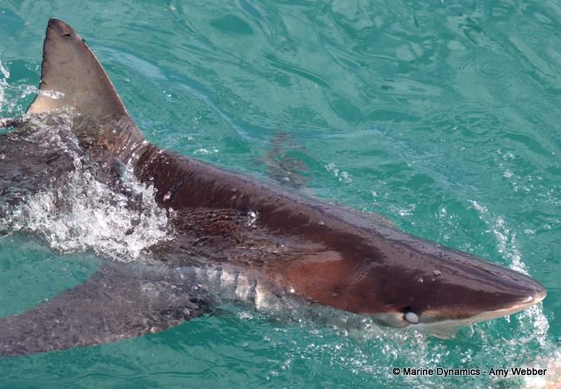 Bronze whaler shark, South Africa