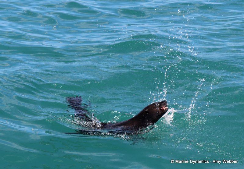 Cape fur seal, South Africa
