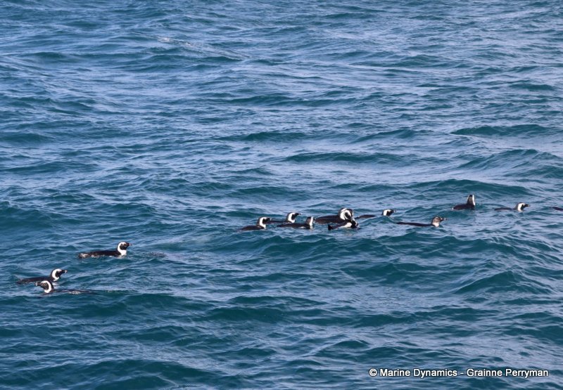 African penguins, South Africa