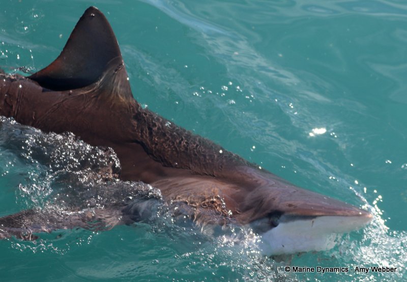 Bronze whaler shark, South Africa