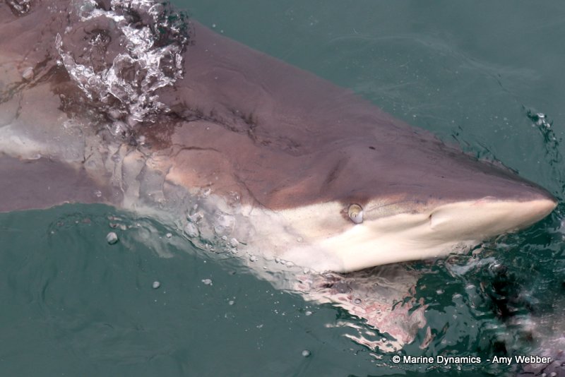 Bronze whaler sharks, South Africa