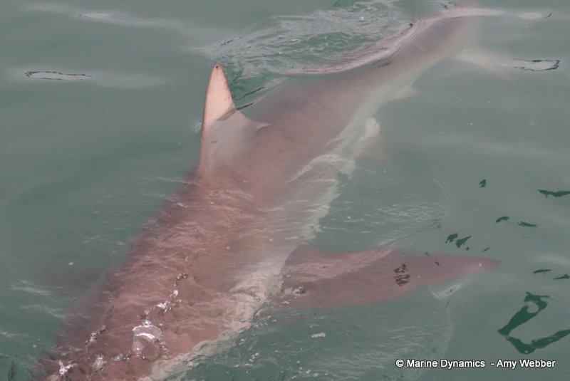 Bronze whaler shark, South Africa