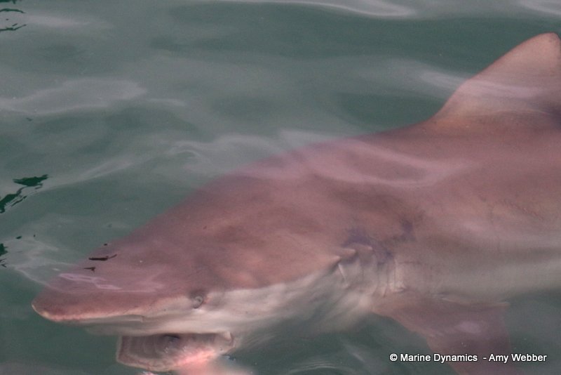 Bronze whaler shark, South Africa