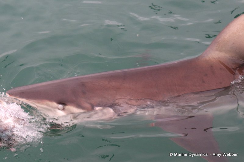 Bronze whaler shark, South Africa