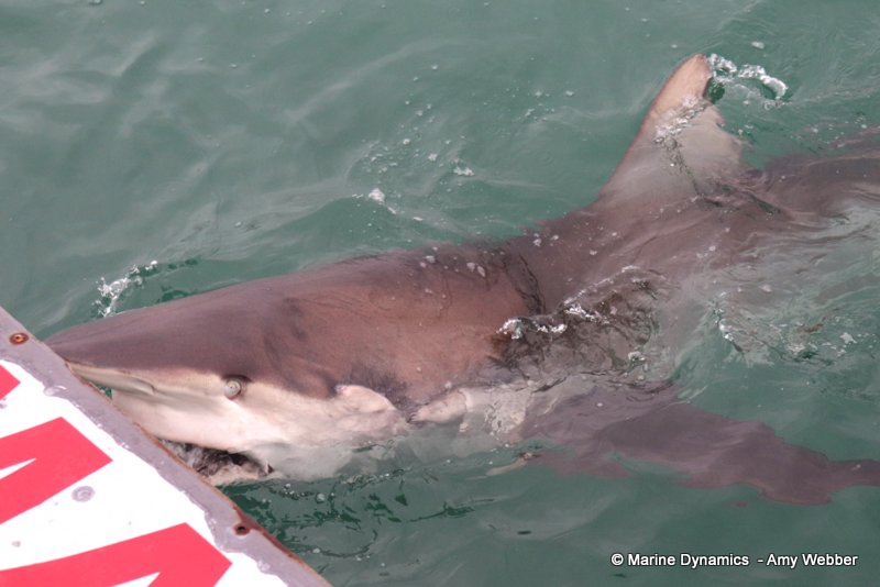 Bronze whaler shark, South Africa