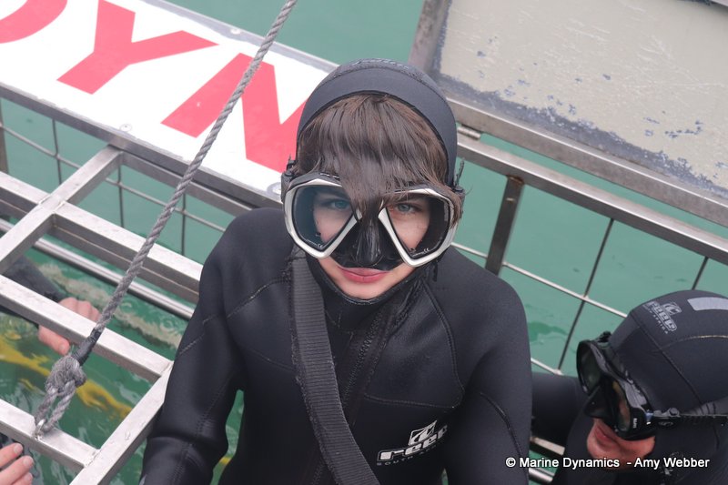 Shark cage diving, South Africa