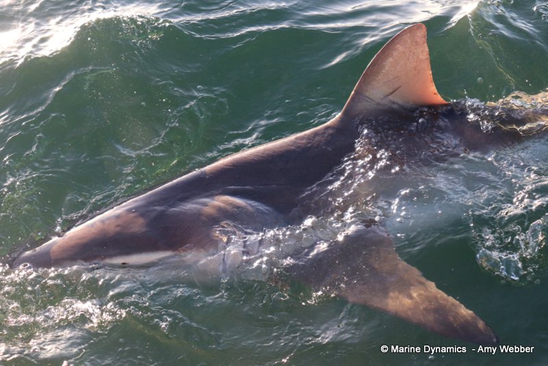 Bronze whaler sharks, South Africa