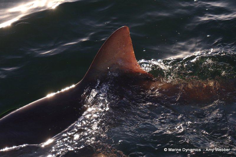 Bronze whaler sharks, South Africa
