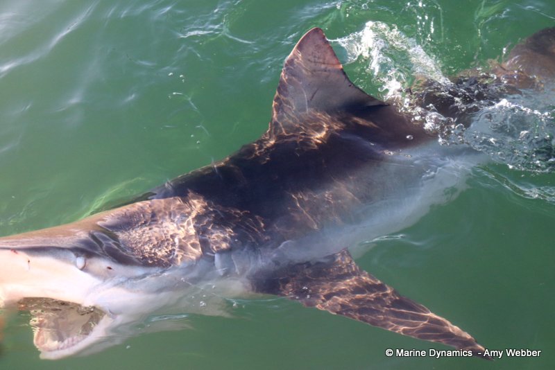 Bronze whaler sharks, South Africa