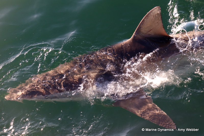 Bronze whaler sharks, South Africa