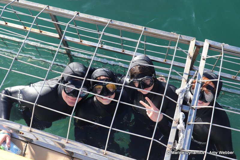 Shark cage diving, South Africa