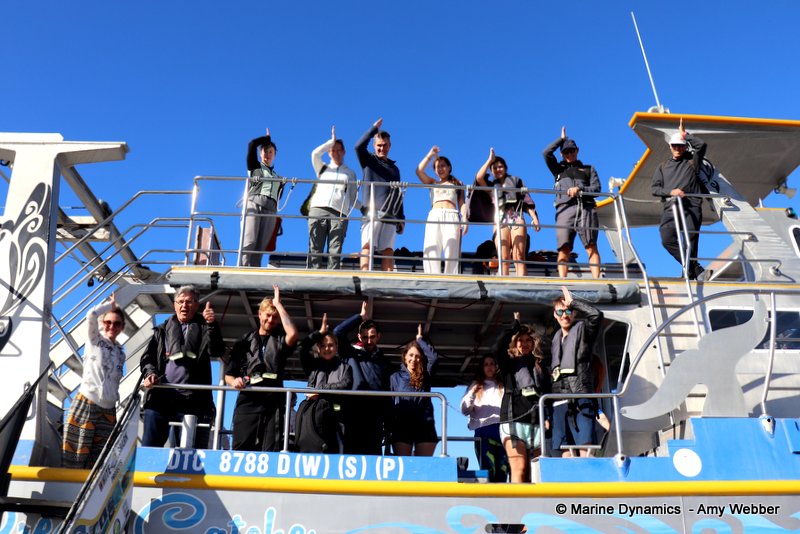 Shark cage diving, South Africa