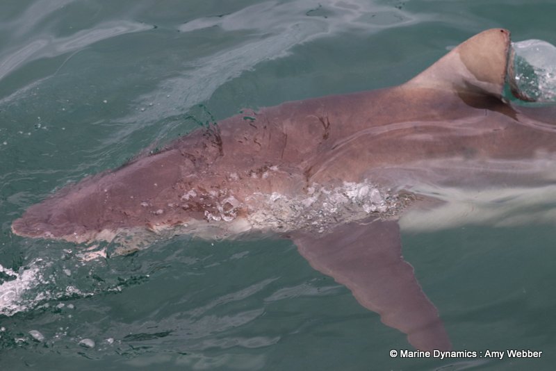 Bronze whaler sharks, South Africa