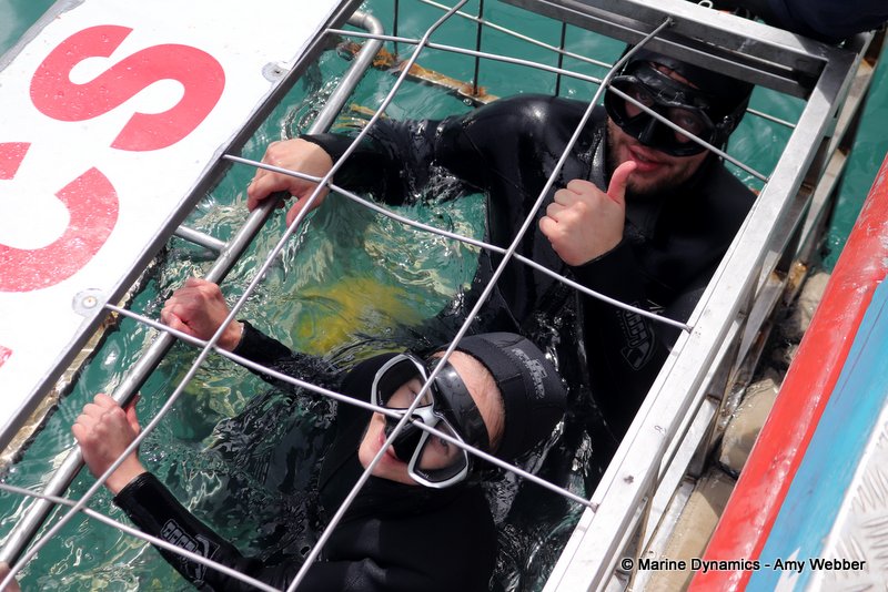 Shark Cage Diving, South Africa