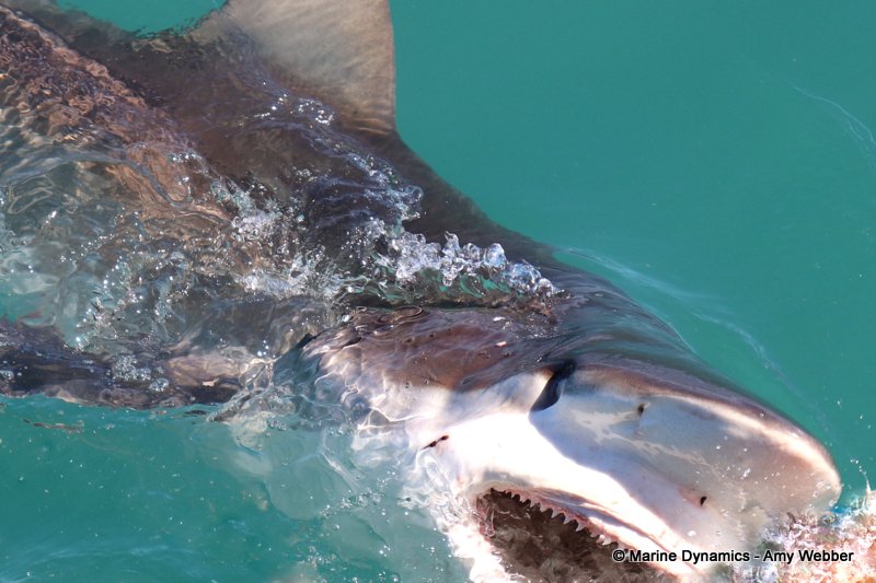 Bronze whaler shark, South Africa