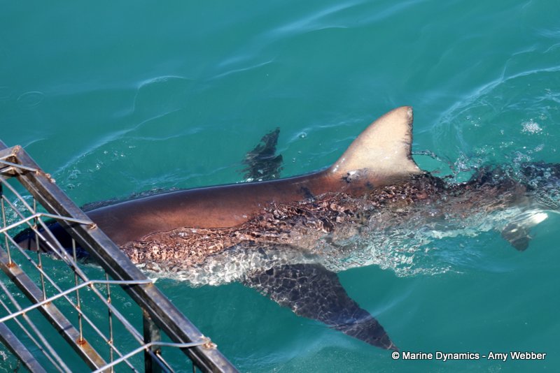 Bronze whaler shark, South Africa