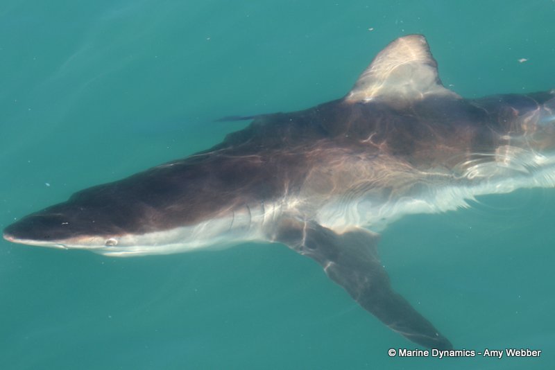 Bronze whaler shark, South Africa