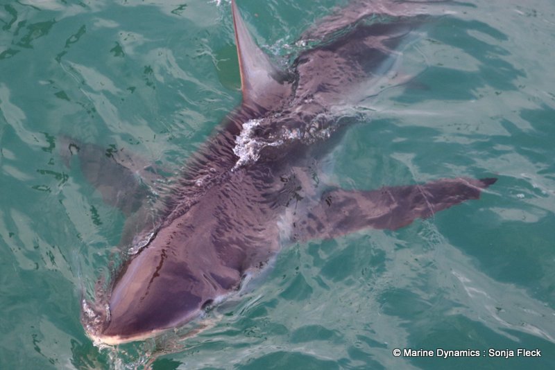 Shark Cage Diving, South Africa, Bronze whaler shark