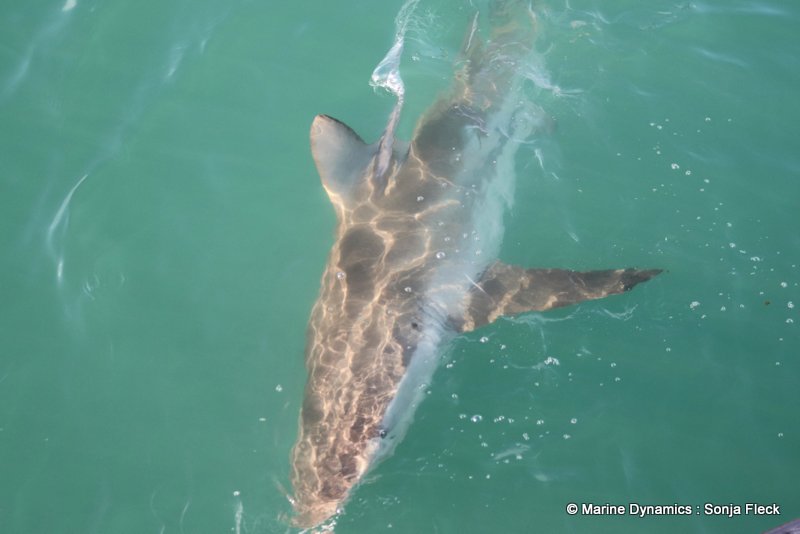 Shark Cage Diving, South Africa, Bronze whaler shark