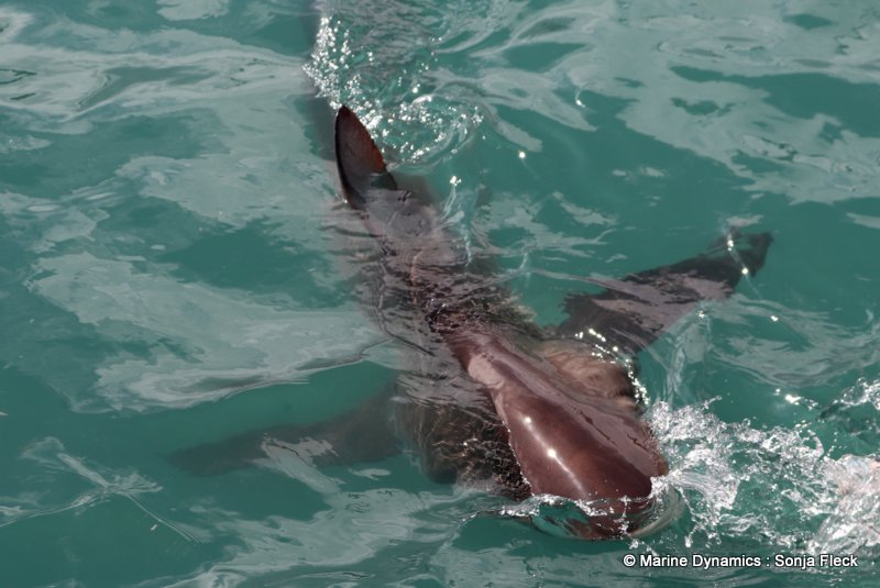 Shark Cage Diving, South Africa, Bronze whaler shark