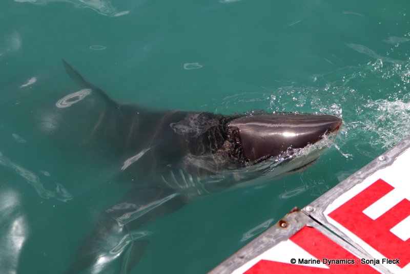 Shark Cage Diving, South Africa, Bronze whaler shark