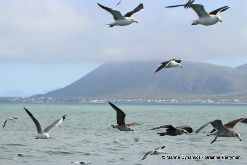 Shark cage diving, South Africa, Gulls