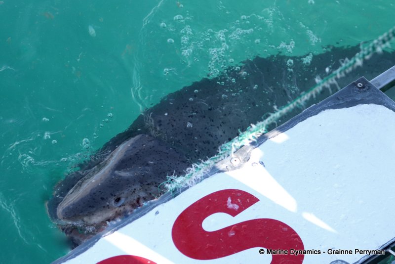 Shark Cage Diving, South Africa, Sevengill shark