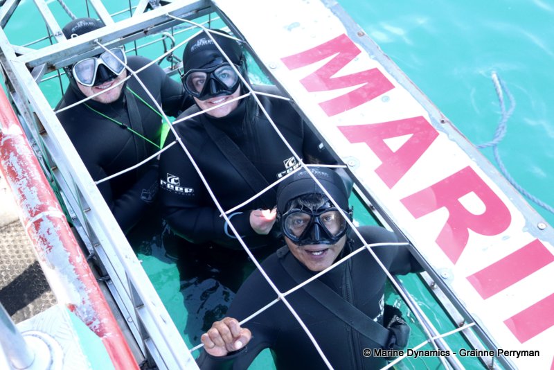 Shark cage diving, South Africa