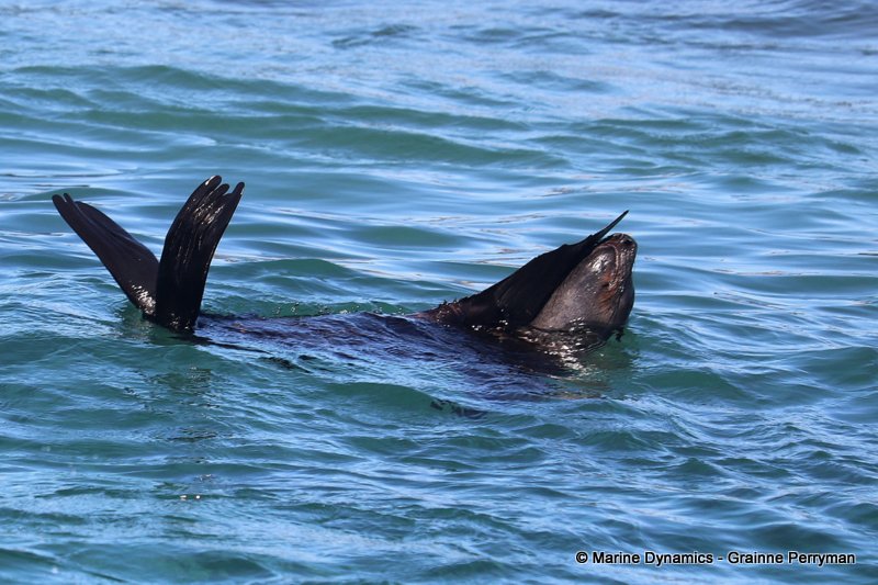 Shark cage diving, South Africa, Cape fur seal