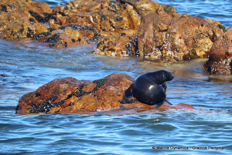 Shark cage diving, South Africa, Cape fur seal