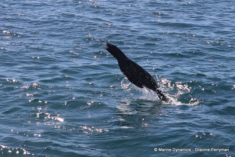 Shark cage diving, South Africa, Cape fur seal