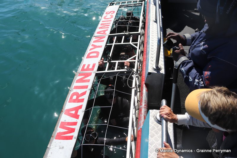 Shark Cage Diving, South Africa