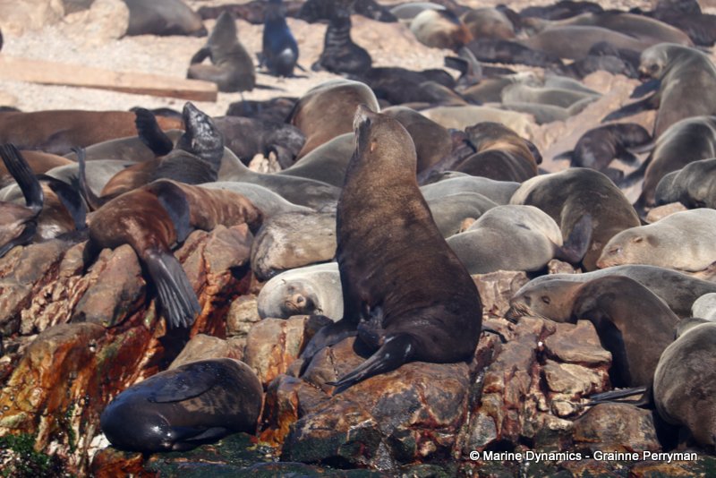 Shark Cage Diving, South Africa, Cape fur seals