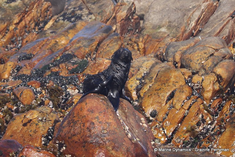 Shark Cage Diving, South Africa, Cape fur seal pub
