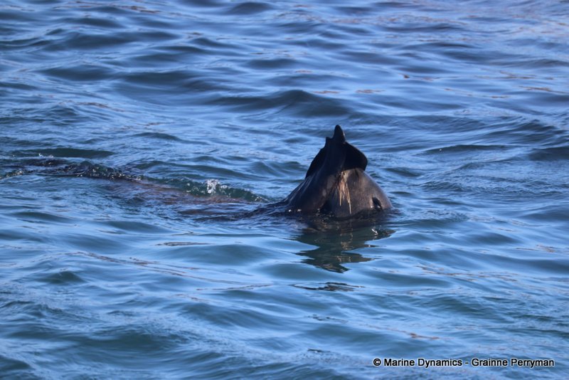 Shark Cage Diving, South Africa, Cape fur seal