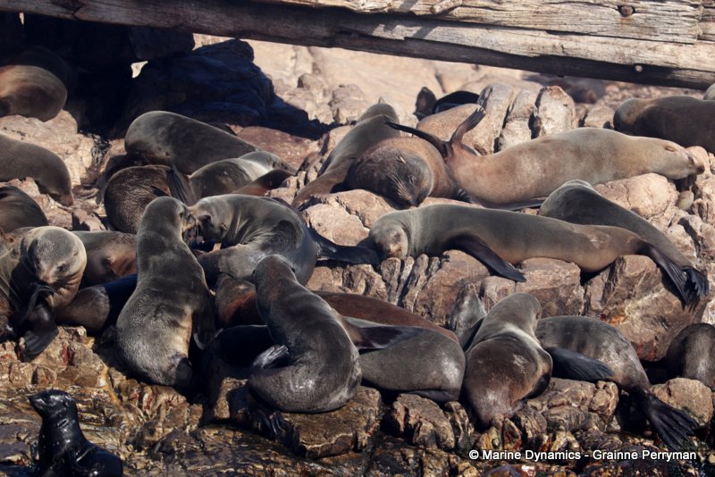 Shark Cage Diving, South Africa, Cape fur seals