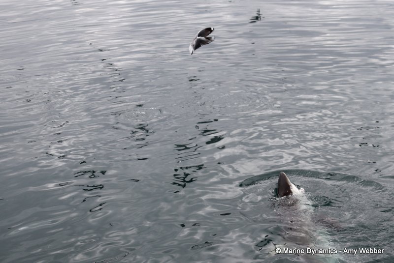 Bronze whaler shark, South Africa