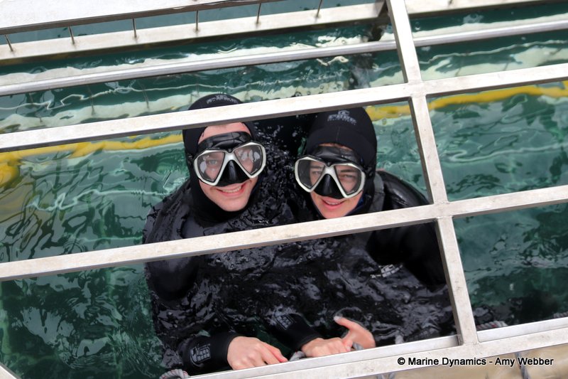 Shark cage diving, South Africa