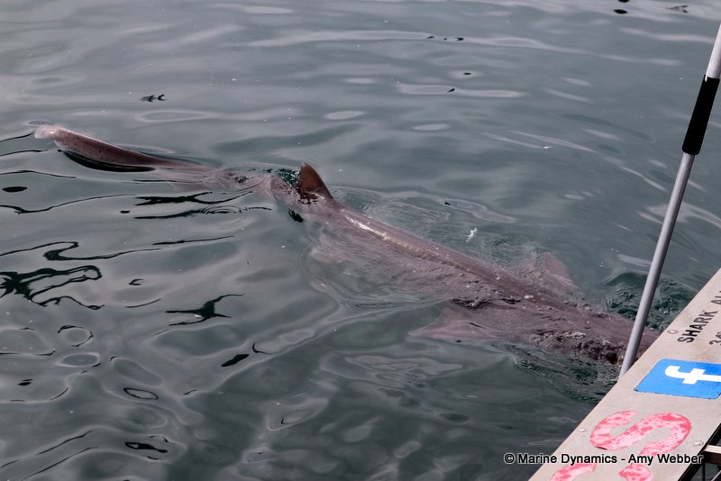 Broadnose sevengill shark, South Africa