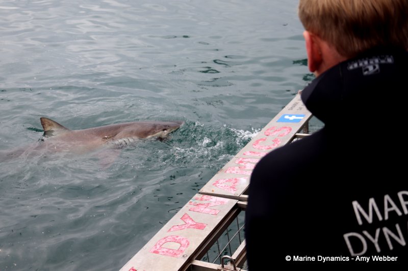 Shark cage diving, South Africa