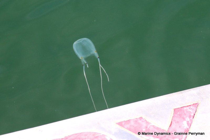 Box jellyfish, South Africa