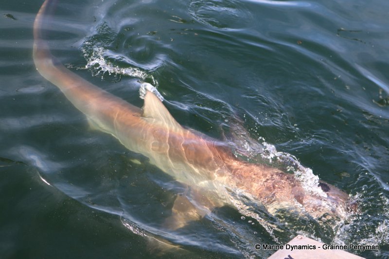 Bronze whaler shark, South Africa