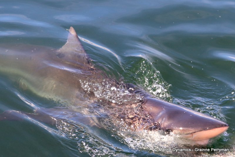 Bronze whaler shark, South Africa