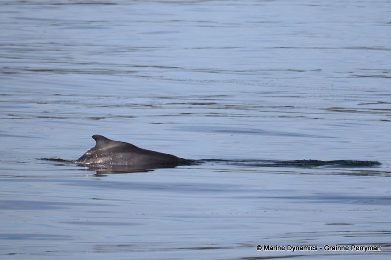 Indian Ocean humpback dolphin, South Africa
