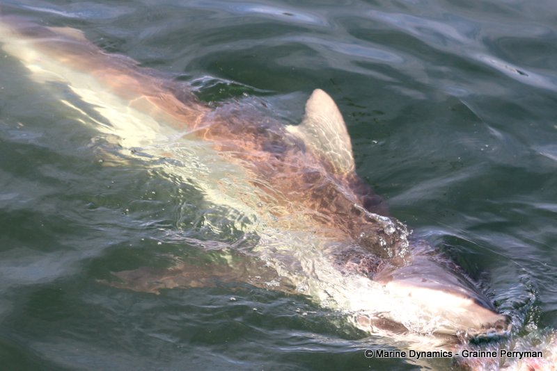 Bronze whaler shark, South Africa
