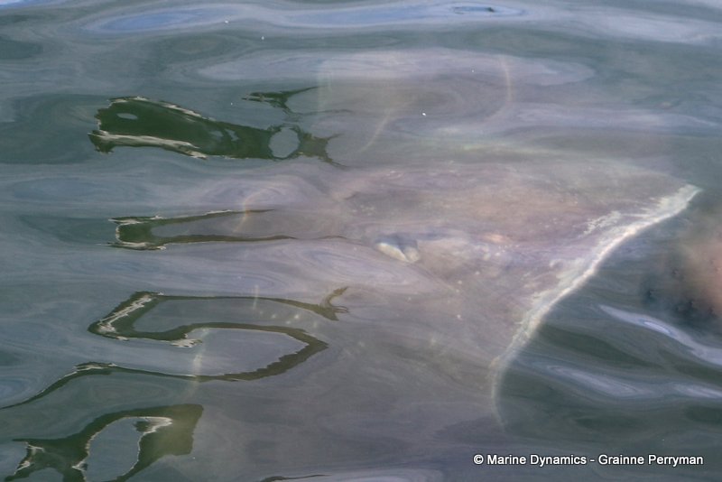 Short-tail stingray, South Africa
