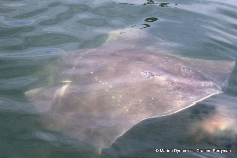 Short-tail stingray, South Africa